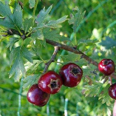 Crataegus