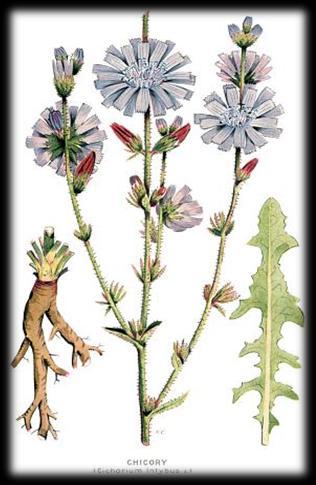 Cichorium intybus