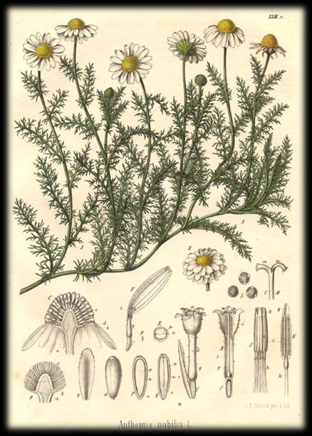 Anthemis nobilis L.