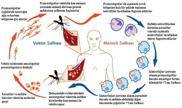 sindirilirken, bazı amastigotlar iğsi bir yapı alır ve burada kamçıları da gelişerek enfektif olmayan promastigotlara dönüşürler [34], [40], [41] (Şekil 2.1). Şekil 2.