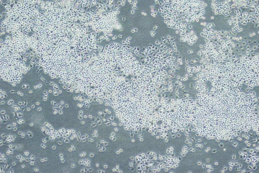 %98 nem koşullarındaki inkübatörde (New Brunswick scientific CO-150 37 