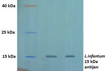 Şekil 4.8 1C3 Monoklonal antikorunun L. infantum tüm hücre lizat antijenine karşı gösterdiği spesifikliğin western blot analizi ile gösterilmesi 4.6 Monoklonal Antikorların Saflaştırılması L.