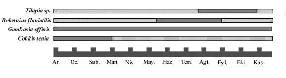 Şekil 4. Farklı yemlerin bir yıllık dönemde kullanım zaman dilimleri (koyu bölgeler) Yukarıda sözü edilen yem kaynaklarından Cobitis tenia nın kullanım süresi rahatlıkla uzatılabilir.