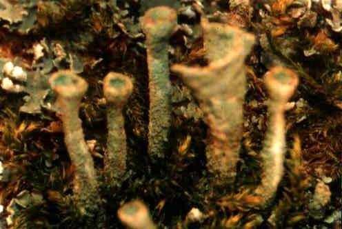Şekil 1.4 Karayosunuyla birlikte görülen Cladonia Likenikol: Başka liken türleri üzerinde gelişen likenlerdir. 1.2 Likenler ve Ekosistem Liken komüniteleri kutuplardan çöllere kadar çok farklı ve diğer bitkiler için zor olan çevre şartlarında yayılış gösterebilmektedir.
