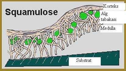 Squamulose Likenler : Bu likenler talluslarında squamules formunda substrattan ayrılmaktadırlar.