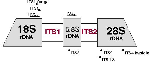 standart ITS 1 ve ITS4 primerleri, bazı taksonların tanımlanmasında spesifik primerler fungal sekansların seçici amplifikasyonlarına olanak sağlar (Gardes and Bruns 1993). Şekil 2.