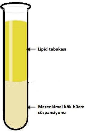 53 Şekil 3.