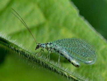 Önerilen Sorular ve Etkinlikler: Artemia yavruları neden su yüzeyine ulaşmaya çalışırlar?