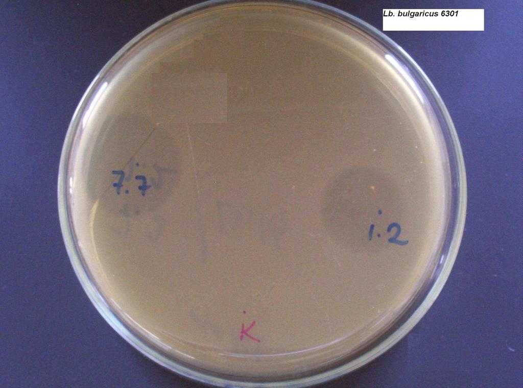 Şekil 4.8 Agar Difüzyon Testi ile St. 1.2 ve St.7.7 suşlarının Lb.