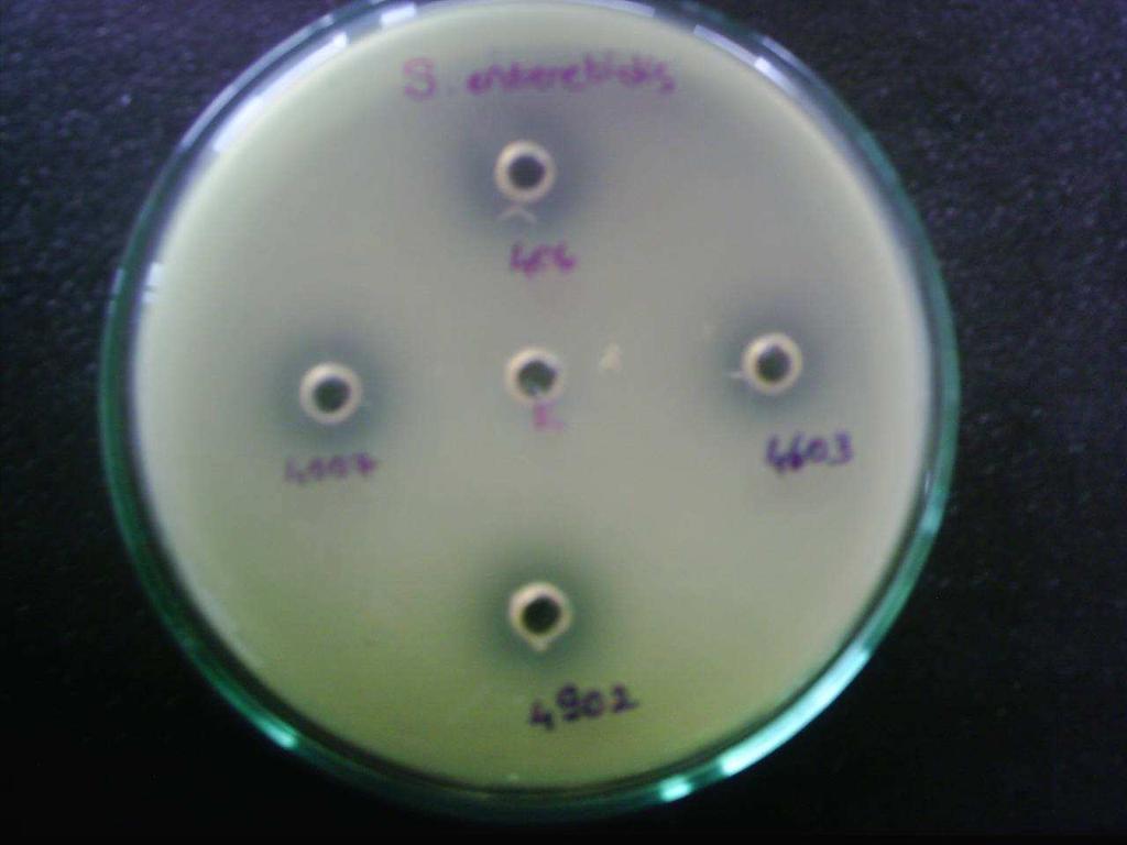 enteritidis üzerine antimikrobiyel aktiviteleri Şekil 4.