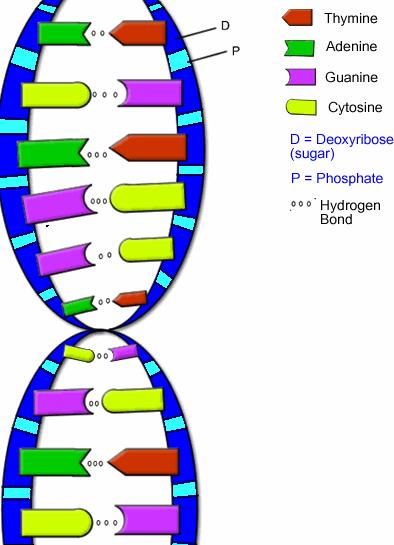 Şekil 3.: DNA Yapısı Genlerin güçlü olabilmesi için, genlerde gerçekleşen 2 işlem vardır.