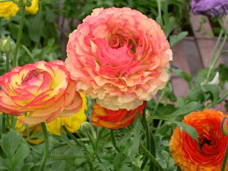 Ranunculus