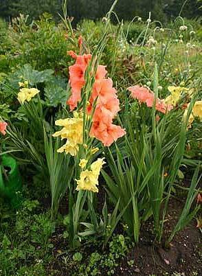 Gladiolus