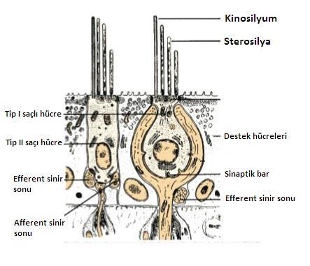 8 farkedilebilen çok ince ipliksi bağlantılar vardır. Bu yapıların görevi, stereosilyumları birbirine bağlamak ve en uzun stereosilyumu kinosilyuma bağlamaktır.