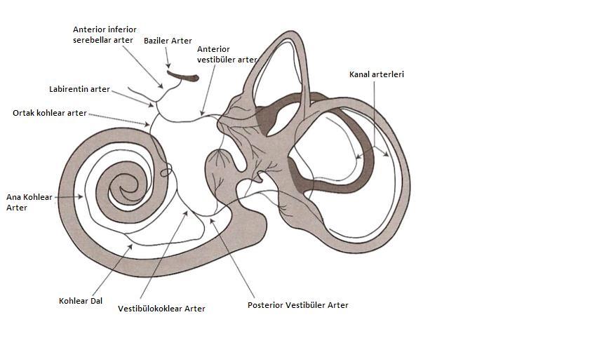 12 Vestibüler Sistem Damarları Vestibüler uç organlar, labirentin arter olarak da isimlendirilen internal auditory arter tarafından beslenmektedir.