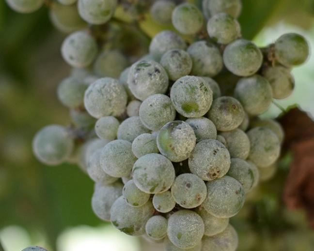 kirazda çiçek monilyasına, hıyarda ve marulda beyaz çürüklük, patateste patates siğil