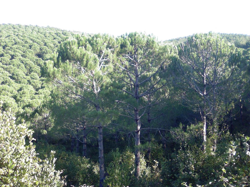 Fıstıkçamı (Pinus pinea L.) Ağaçlandırmalarında Budama Uygulamasının By ve Çap Gelişimi Üzerine Etkileri gerçekleştirilen bu araştırmada; 13.