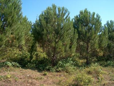 TARTIŞMA VE SONUÇ Bartın-Karaçaydere serisindeki fıstıkçamı ağaçlandırma alanında gerçekleştirilen bu araştırmada, 13 yaşında yapılan budama uygulamasının 5.