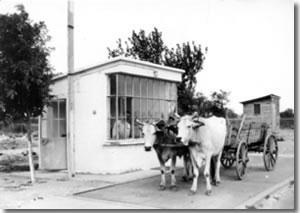 1938 DEN GÜNÜMÜZE TMO TARAFINDAN ALIMI YAPILAN ÜRÜNLER ÜRÜN CİNSİ SUSAM KETEN TOHUMU YONCA TOHUMU KEÇİ BOYNUZU PATATES KÜSPE NEBATİ YAĞ UN KUŞ YEMİ BAKLA