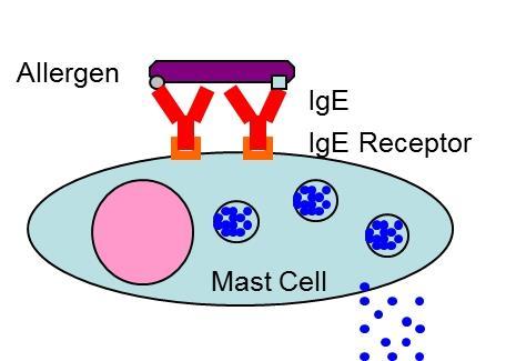 Lokal yangısal reaksiyon uyarımı IgE ler direkt mast hücrelerinin üzerinde Fc reseptörlerine bağlanır bu bağlanma sonucu mast hücreleri içeriğini