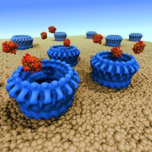 Perforin yolu Sitotoksik T hücreleri 2 tip sitotoksin içerir : perforinler ve granzimler 1- sitotoksik T hücresi + hedef hücre 2- enzimleri içeren granüllerin hedef hücreye boşaltılması 3-