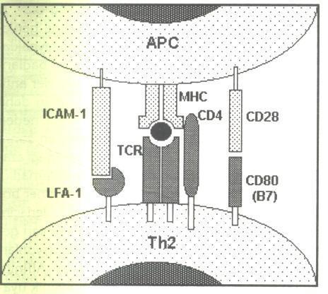 Yardımcı T lenfosit aktivasyonu IL1 MHC II CD4 MHC sınıf II molekülü