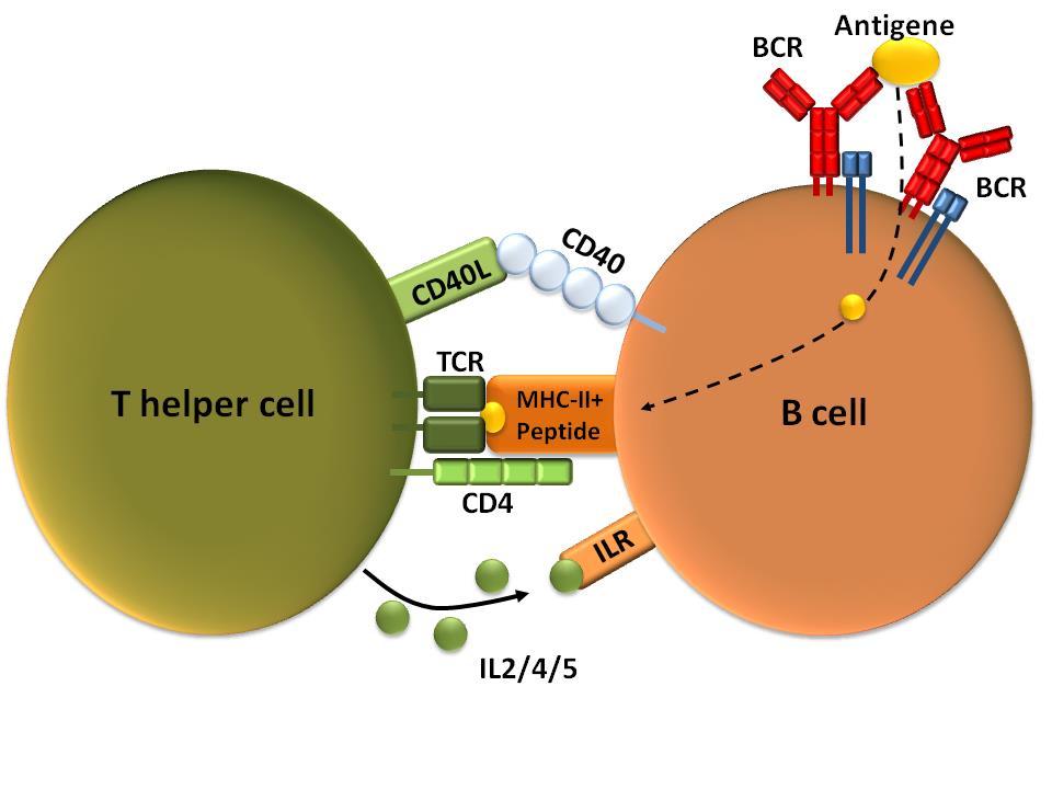Yardımcı T hücre- B hücre ilişkisi B hücrelerinin antijene yanıt verebilmeleri için, Th2 ler ile ilişki kurmaları gerekli (CD moekülleri ve sitokinler ile)