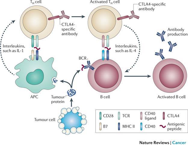 B hücrelerinin antijene yanıt verebilmeleri için, Th2 ler ile ilişki kurmaları gerekli (CD molekülleri ve sitokinler ile) Antijen