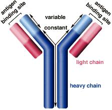 IMMUNOGLOBULİN MOLEKÜLLERİNİN YAPISI İki uzun ağır polipeptid zinciri (Heavy,H) iki kısa hafif polipeptid zinciri (Light,L) Bir ağır zincir: 420 amino