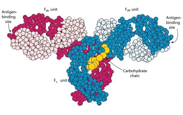 Fab (Fragment antigen binding, fragment of antigen binding: antijen bağlayan kısım) olarak adlandırılır.