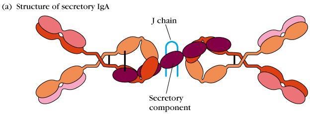 Polimerlerinde IgM de olduğu gibi bağlayıcı bir J zinciri (junction) vardır. Doğumdan sonra IgA, kolostrum ve anne sütü ile bebeğe devamlı geçerek 6.