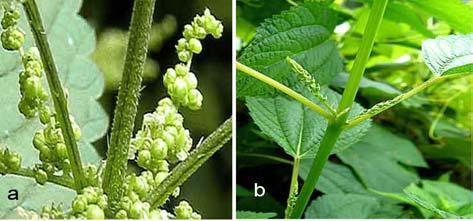 Şekil 2.1 : Dişi (a) ve erkek (b) çiçekli ısırgan otu (Urtica dioica) [10] Isırgan otugiller familyasındaki bitkilerin büyük bir kısmı çok yıllık olup, diğerleri ise tek yıllık gelişim göstermektedir.