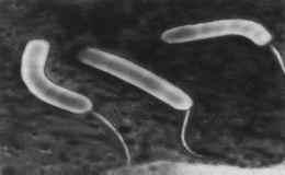 VIBRIO