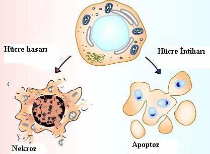 19 Şekil 2.3. Apoptoz ve nekroz [127] 2.2. Serviks 2.2.1 Serviks anatomisi, embriyolojisi ve histolojisi Uterusun vajinaya doğru çıkıntı yaptığı bölümüdür ve internal os aracılığıyla uterus ile devam eder.