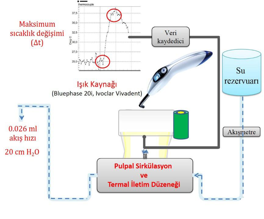 56 ni, kompozit rezin yapısından kaynaklanan ekzotermik reaksiyon ve ışık kaynağından kaynaklanan radyant ısı artışıdır.