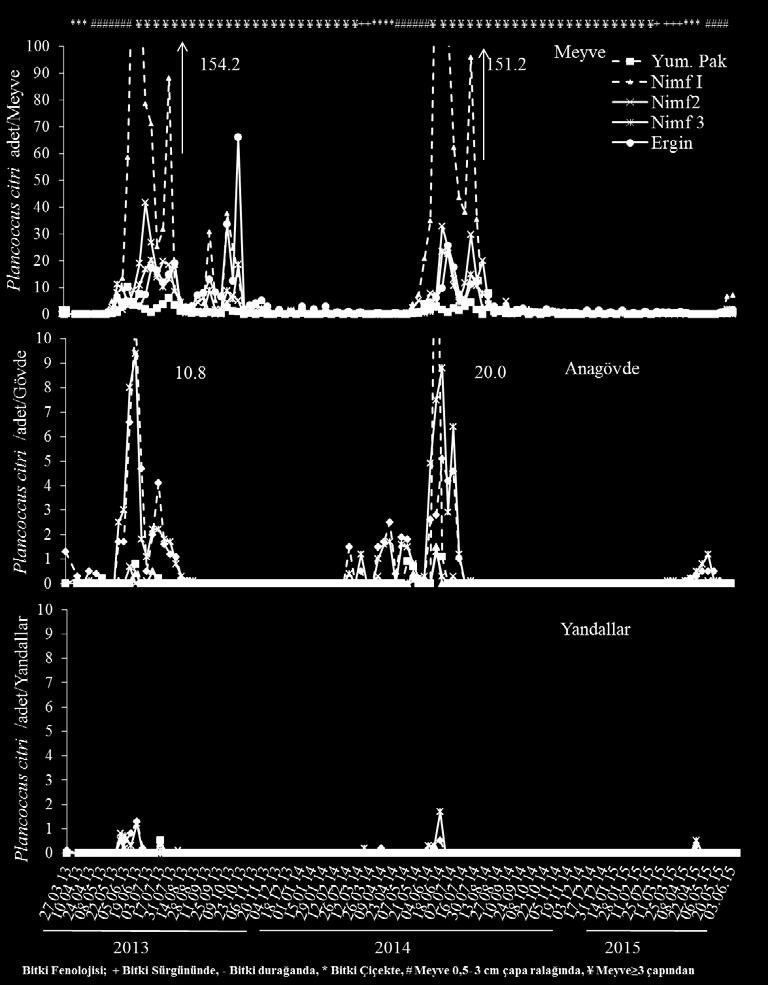 Doğu Akdeniz Bölgesi nde Altıntop bahçelerinde Turunçgil unlubiti [(Planoccus citri) (Risso) (Hemiptera: Pseudococcidae)] nin populasyon değişimi Şekil 2.