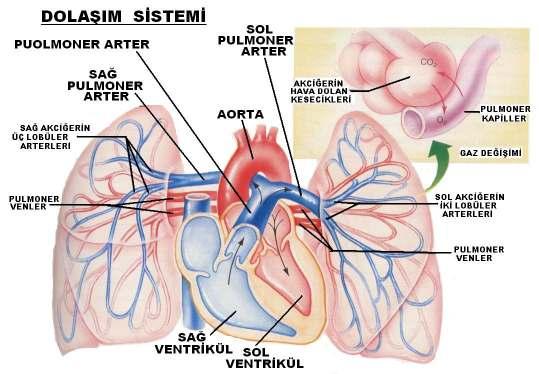 DOLAŞIM SĐSTEMĐ VE KALP MASAJI Dolaşım sistemi; arterler, arterioller, kapiller, venüller ve venlerden oluşan birbirine bağlı tüplerin oluşturduğu karmaşık bir sistemdir.