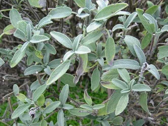 Şekil 3.4. Salvia officinalis L. (Adaçayı) (Anonymous, 2006) 3.