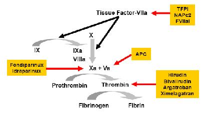 Danaparoid Sonuçlar Median devre ömrü 50 saat Dezavantajları X reaktivitesi BY de uzamış yarı ömür (36-48 saat) Antidotu yok Fondaparinux Direkt trombin inhibitörleri Sentetik pentasakkarid