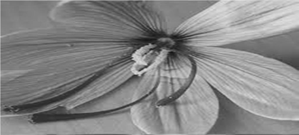 GİRİŞ Safran (Crocus sativus L.) yaygın adı zaferan olan süsengiller (Iridaceae) familyasından, sonbaharda çiçek açan 2 3 cm boyunda, çiğdem (Crocus) cinsinden soğanlı mor çiçekli bir bitkidir.