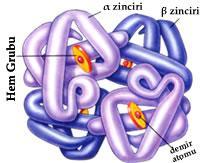 Hemoglobin (Hb) Globin bir proteindirve 4 polipeptit zincirinden oluşmuştur. Kan renkli maddesi olan bir molekül hem, polipeptit zincirine bağlanmıştır.