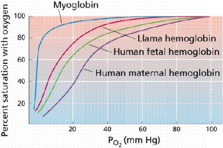 Oksijen-hemoglobin dissosiasyon eğrisi Fötal hemoglobin ve miyoglobin eğrilerinin daha dik olması sonucunda