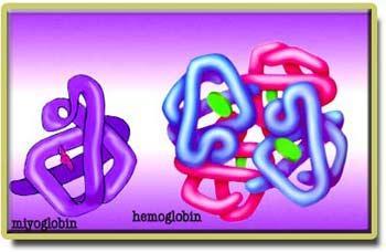 Miyoglobin Kas hemoglobini de denir. Hem grubu ve tek bir polipeptit zincirinden oluşan gerçek bir hemoglobindir.
