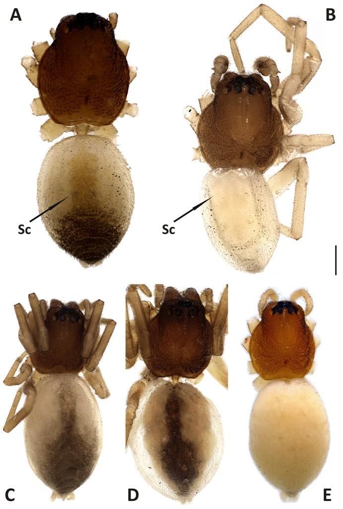 Şekil 2. Trachelas minor A ve B. Erkek, dorsalden görünüş C, D ve E. Dişi, dorsalden görünüş Sc. Skutum Ölçüm çizgisi 0.25 mm Erkek palpi küçük, retrolateral tibial apofiz mevcut değil.