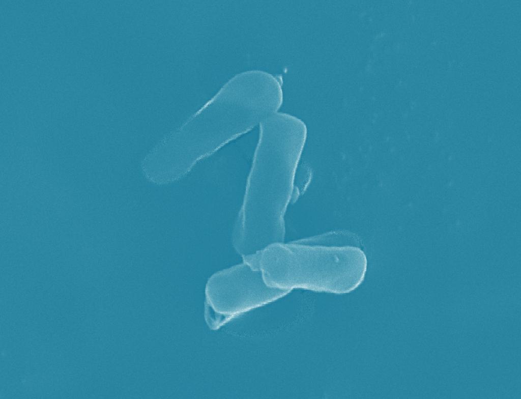 Lactobacillus rhamnosus Lactobacillus acidophilus Lactobacillus