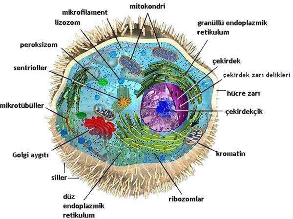 Hücre ve