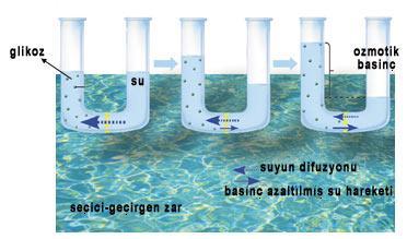 Ozmos, sıvı moleküllerin yarı-geçirgen zardan, çok yoğun ortamdan az yoğun ortama doğru geçişidir.