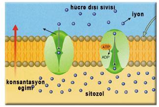 Resimde iyonların hücre içine alınması için enerji