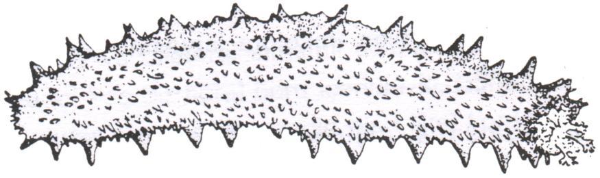 tubulosa (Deniz hıyarı)   4 4 4 4