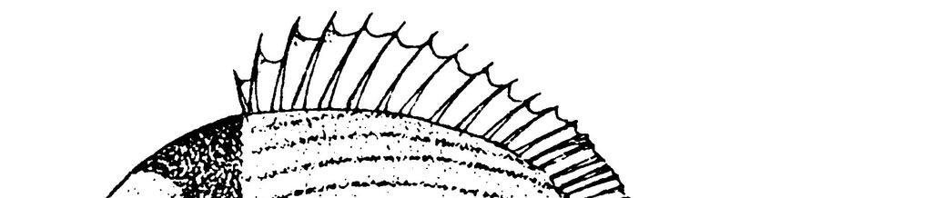 29 3.1.2.Karagöz (Diplodus vulgaris, Geoffroy Saint-Hilaire 1817): Sparidae familyasının bir üyesi olan karagöz, bentopelajik bir türdür (Şekil 8).
